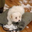 Malti-poo puppy behaving badly