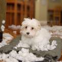 Malti-poo puppy behaving badly