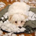 Malti-poo puppy behaving badly