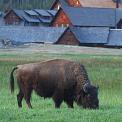 buffalo in field Yellowstone