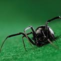 black widow spider