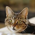 Head shot of tabby cat with big eyes