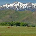 cattle grazing in a meadow