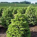 christmas tree farm