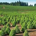 christmas tree farm