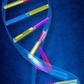 double helix DNA strand