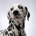portrait of a dalmation dog