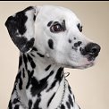 portrait of dalmation dog