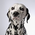 portrait of dalmation dog