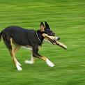 dog running with stick