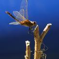 dragonfly and daddy long legs on rose stem