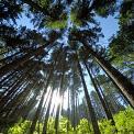 Looking up through trees