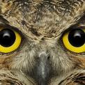 great horned owl face