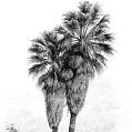 Engraving of fan palm