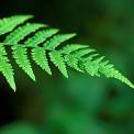 fern leaf