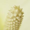 Peace Lily flower