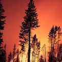 forest fire