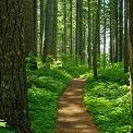 forest path