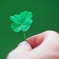 hand holding four leaf clover