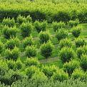 peach and apple tree orchard