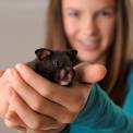 girl holding pet hamster