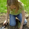 young girl planting a pine tree