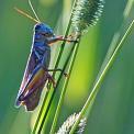 grasshopper