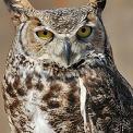 great horned owl adult