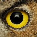 great horned owl eye