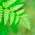 close-up of green fern leaf 