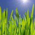 green grass under sun