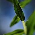 Close-up of green leaf