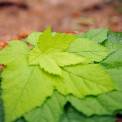 stack of green Leaves on forest path