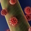 ragweed and goldenrod pollen on hair