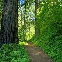 Forest walking path Columbia River Gorge 