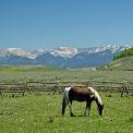 Appaloosa grazing Wyoming USA