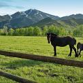 Horse and colt in meadow