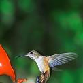 rufous hummingbird at feeder