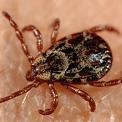 American Dog Tick on human skin