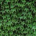 ivy vines growing on wall leaves
