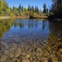 spawning salmon 