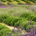 lavender farm British Columbia Canada