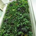 Living wall of plants