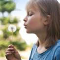 child blowing dandelion