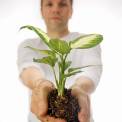 Man holding plant in hands