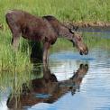 Young female Moose 