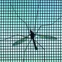 mosquito on a window screen