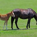 mother and foal horse