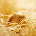 broken golden nest egg
