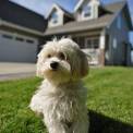 small dog guarding home